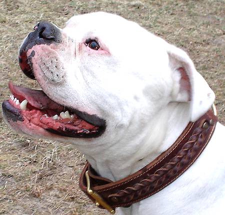 Braided Leather Dog Collar for American Bulldog