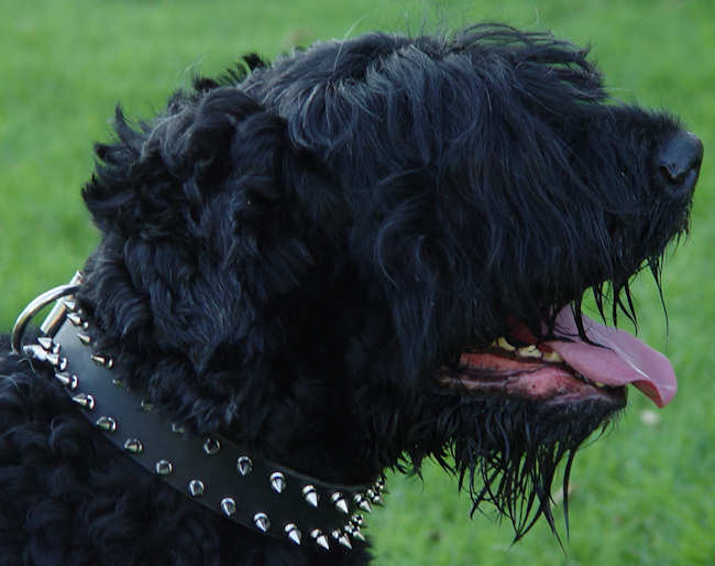 Russian sales dog collar