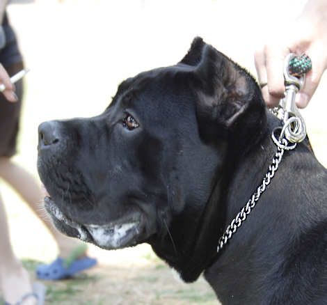 Cane shop corso collars