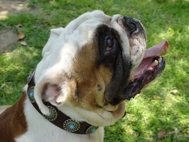 Brown Leather English Bulldog Collar with Silver Plated Circles