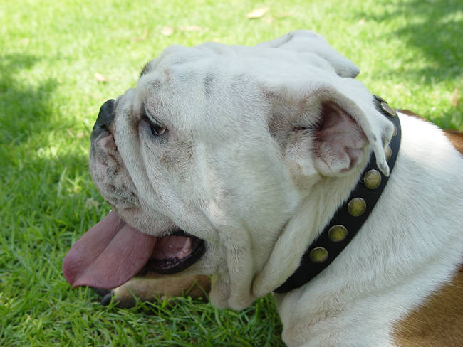 British store bulldog collar