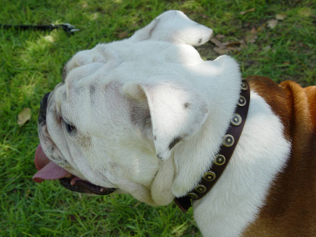 Gorgeous Brown Leather English Bulldog Collar With Doted Circles