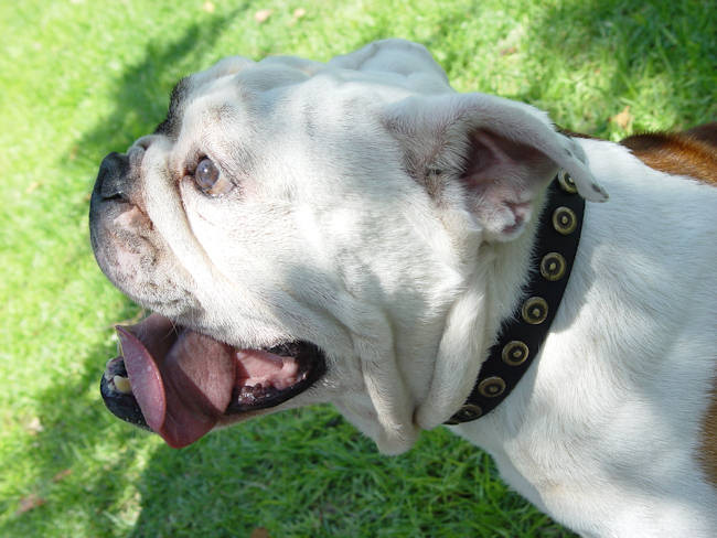Black Leather English Bulldog Collar With Doted Circles