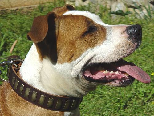 Elegant Design Leather Amstaff Collar with Small Brass Plates - Click Image to Close