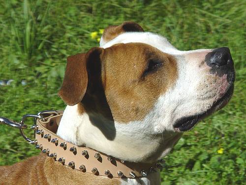 Leather Amstaff Collar with 2 Rows of Nickel Plated Spikes