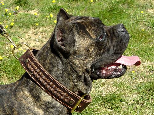 Doberman Breed Braided Leather Leash: Designer Dog Leash