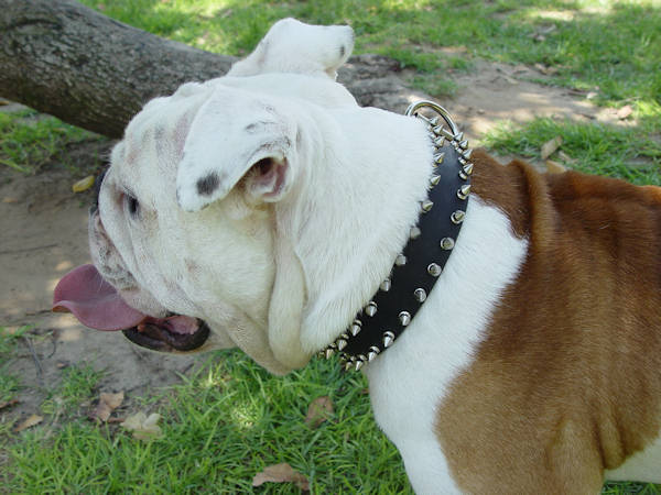 Black Leather English Bulldog Collar with 2 Rows of Spikes
