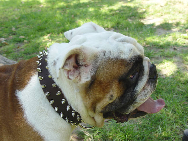 Buy Leather English Bulldog Collar with Spikes Training Gear