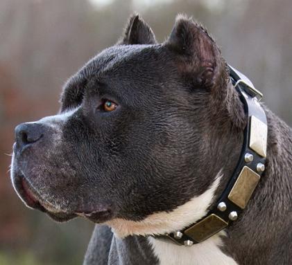 pitbull studded collar