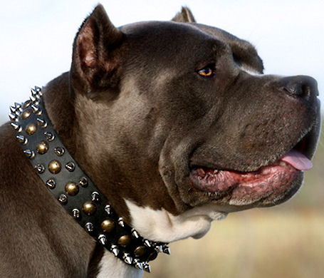 Stunning Leather Pitbull Collar with Spikes