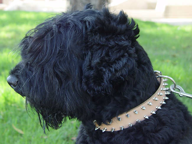 Tan Leather Russian Terrier Collar Decorated with Spikes