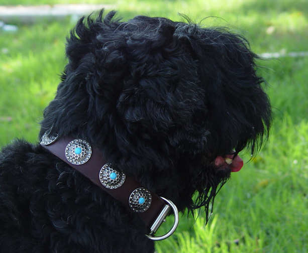 Brown Leather Russian Terrier Collar with Silver Plated Circles