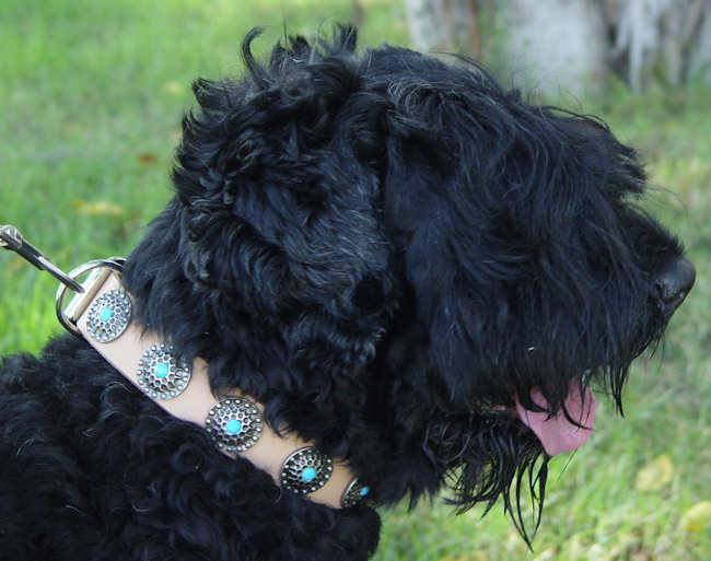 Tan Leather Russian Terrier Collar with Silver Plated Circles