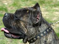 Walking Leather Cane Corso Collar With Doted Circles