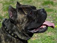 Special Design Leather Cane Corso Collar With Brass Circles Special Design Leather Cane Corso Collar With Brass Circles