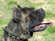 Leather Special Dog Collar With Plates for Cane Corso Walking Leather Special Dog Collar With Plates for Cane Corso Walking
