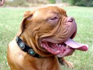 Black Leather Dogue de Bordeaux Collar with Silver-Like Circles and Blue Stones