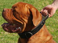 2 Ply Leather Dogue de Bordeaux Collar with Handle for Agitation Training