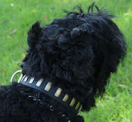 Gorgeous Black Leather Russian Terrier Collar With Brass Plates