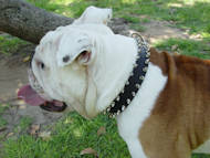 Black Leather English Bulldog Collar with 2 Rows of Spikes
