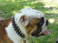 Spiked Brown Leather English Bulldog Collar