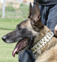 Tan Leather Belgian Malinois Collar Decorated with Spikes and Studs