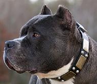pitbull leather collars