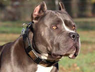 Handcrafted Leather Pitbull Collar With Vintage Massive Plates