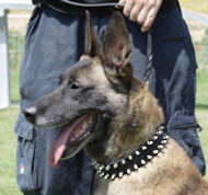 Handcrafted Black Leather Belgian Malinois Collar with 2 Rows of Spikes - Click Image to Close
