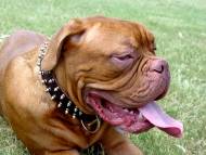 Brown Leather Dogue de Bordeaux Collar with 2 Rows of Spikes