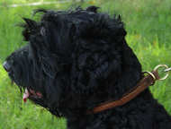 Braided Leather Black Russian Terrier Choke Collar for Obedience Training